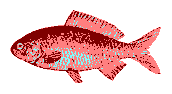 Rechter Fisch